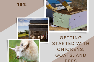 Homesteading 101