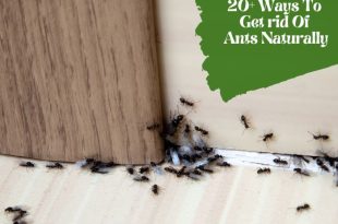 Ants Be Gone 20+ Safe and Simple Ways to Keep Your Home Pest-Free