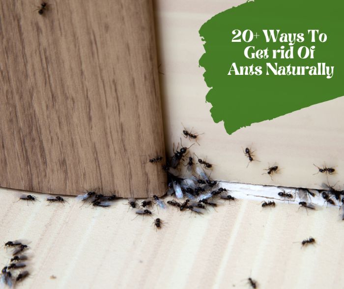 Ants Be Gone 20+ Safe and Simple Ways to Keep Your Home Pest-Free