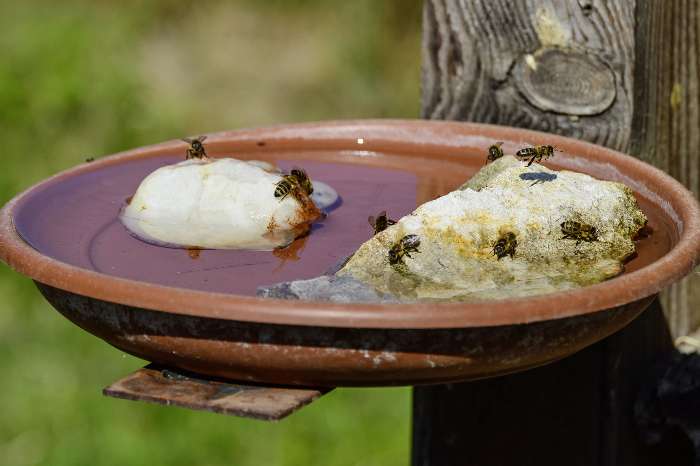 Bee Bath