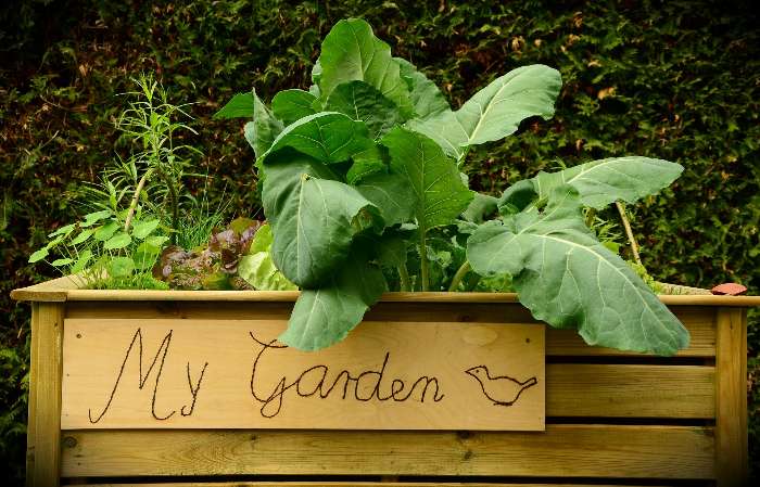 Build a Raised Garden Bed