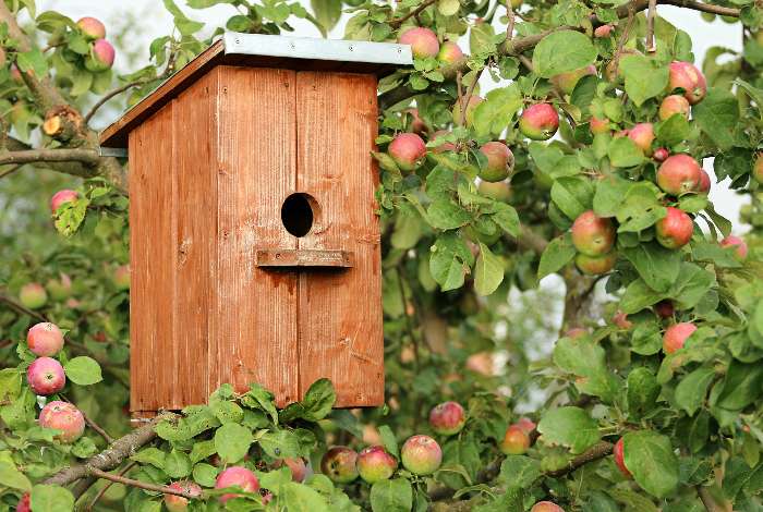 Create a DIY Birdhouse