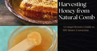 Harvesting Honey from Natural Comb