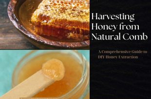 Harvesting Honey from Natural Comb