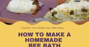 How to Make a Homemade Bee Bath