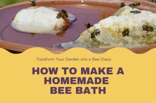 How to Make a Homemade Bee Bath