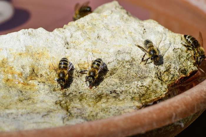 bee bath close up