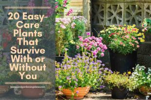 20 Easy-Care Plants That Survive With or Without You