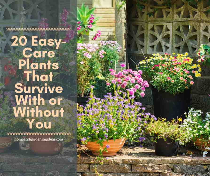 20 Easy-Care Plants That Survive With or Without You