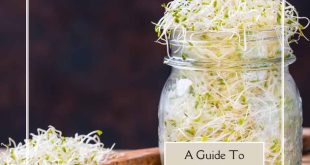 A Guide to Growing Sprouts in a Jar