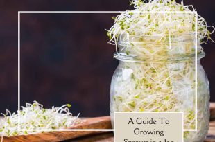 A Guide to Growing Sprouts in a Jar