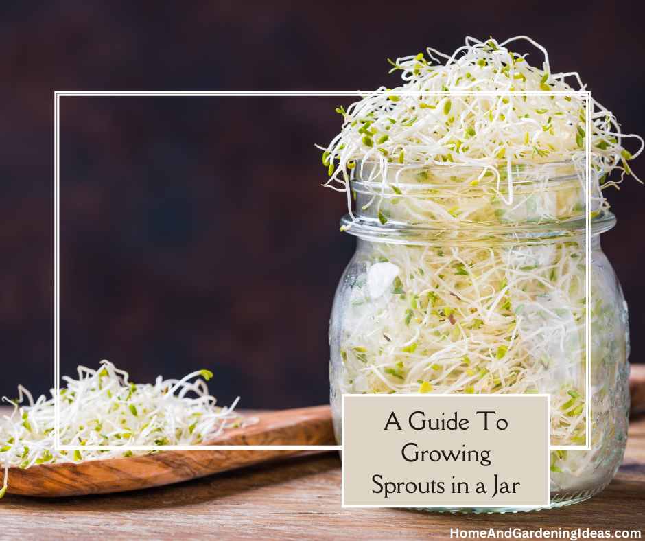 A Guide to Growing Sprouts in a Jar