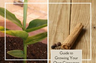 A Step-by-Step Guide to Growing Your Own Cinnamon from Scratch