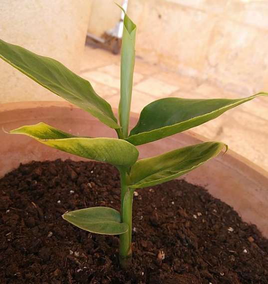 Cinnamon seedling