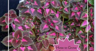 How to Grow Coleus