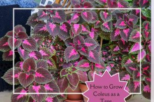 How to Grow Coleus