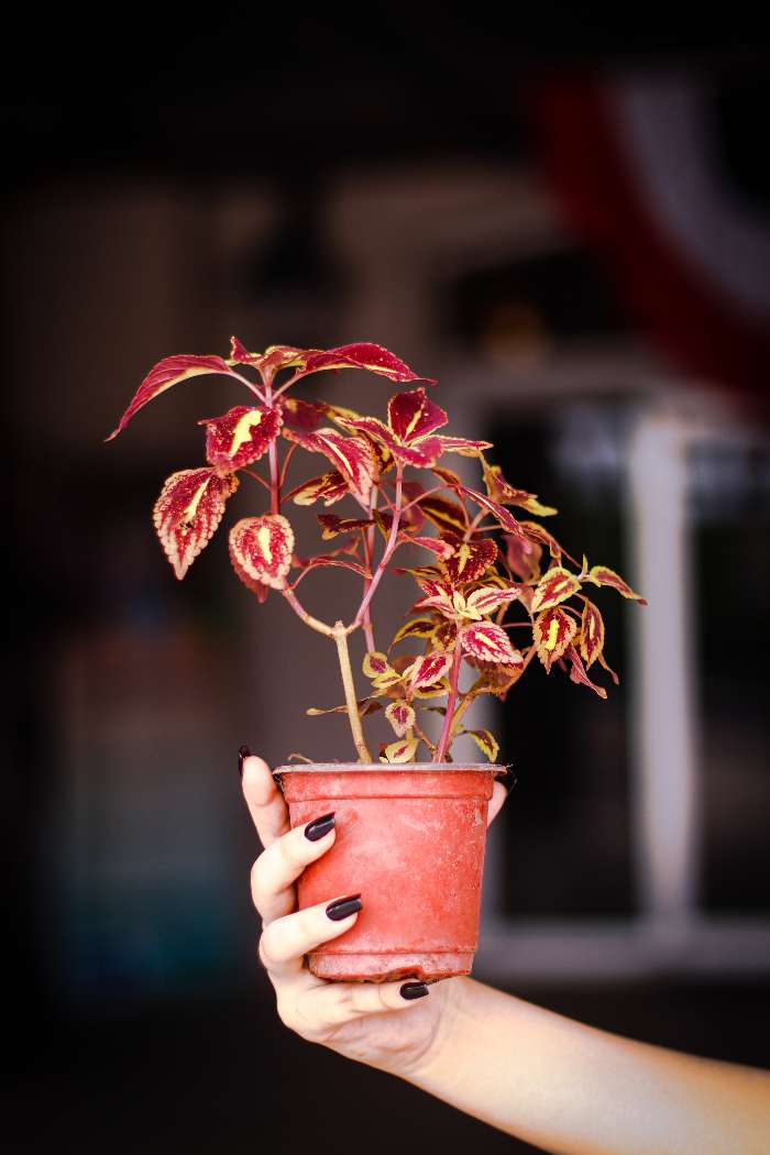 Planting Coleus