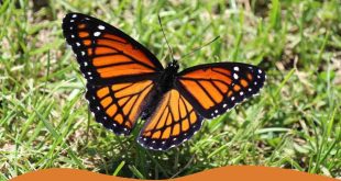 How to attract butterflies To Your Garden
