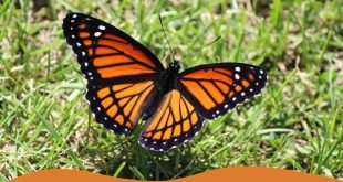 How to attract butterflies To Your Garden