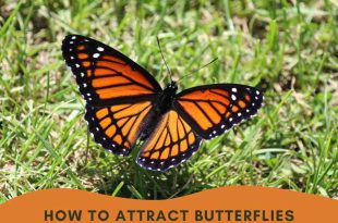 How to attract butterflies To Your Garden