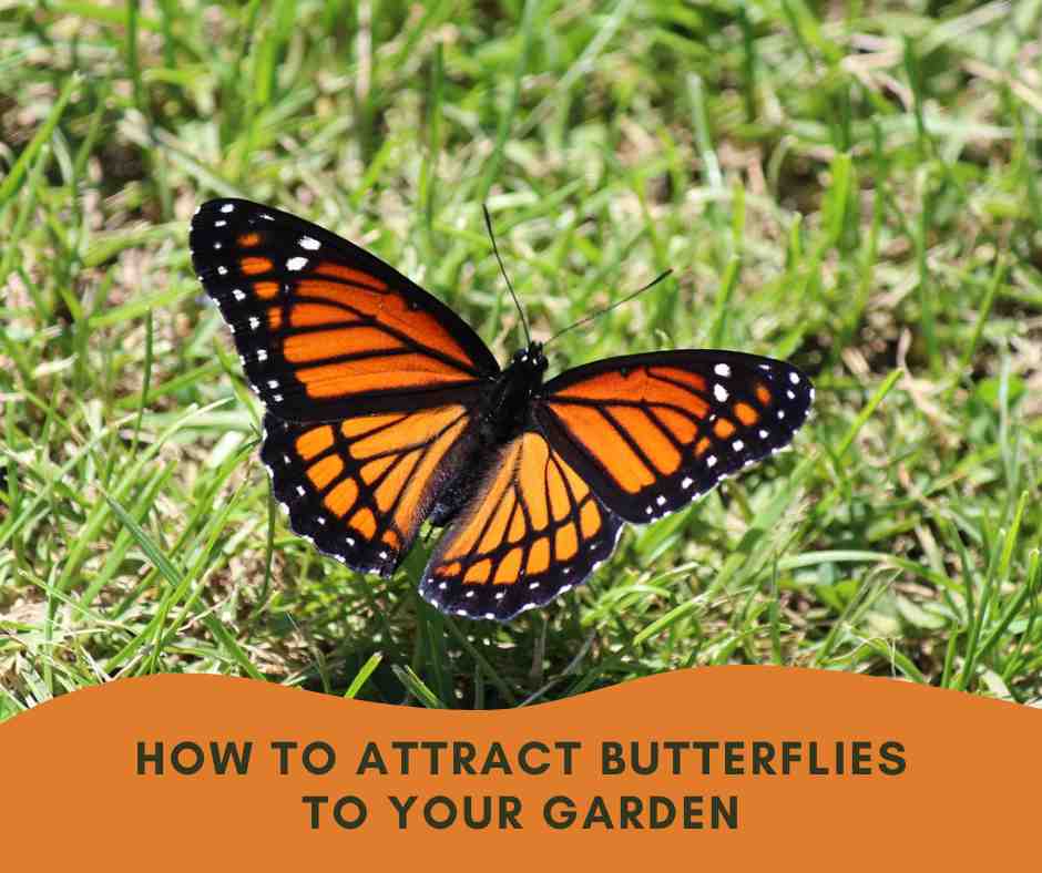 How to attract butterflies To Your Garden