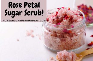 Homemade Rose Petal Sugar Scrub