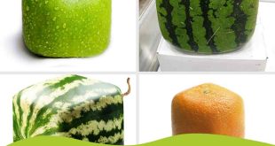 How To Grow Square Shaped Fruits & Vegetables