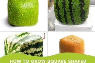 How To Grow Square Shaped Fruits & Vegetables