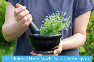 27 Medicinal Plants Worth Your Garden Space