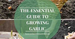 The Essential Guide to Growing Garlic