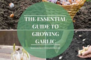 The Essential Guide to Growing Garlic