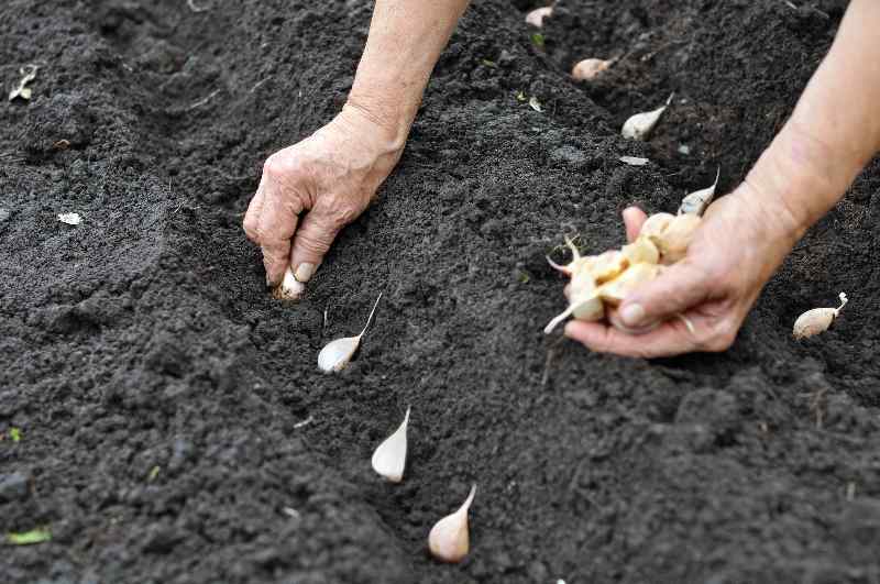  Planting Garlic