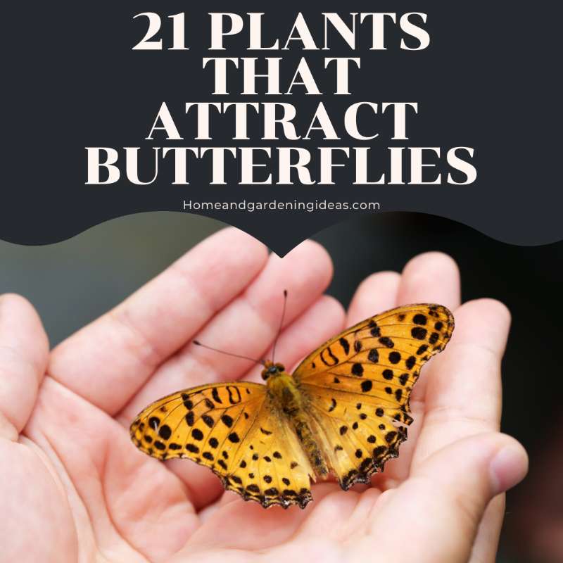 21 Plants That Attract Butterflies