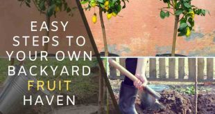 Easy Steps to Your Own Backyard Fruit Haven