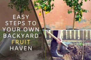 Easy Steps to Your Own Backyard Fruit Haven