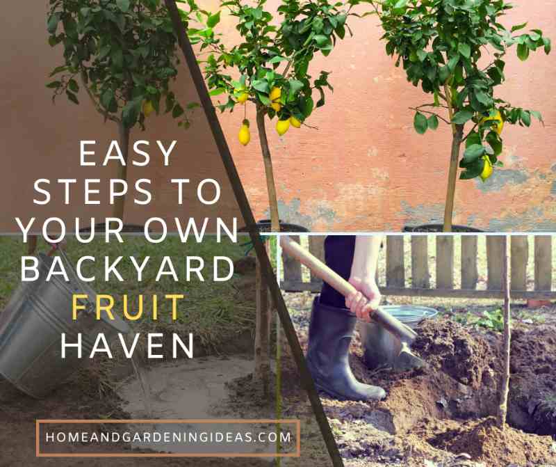 Easy Steps to Your Own Backyard Fruit Haven