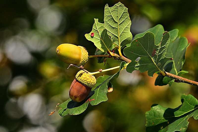 Finding and Collecting Acorns