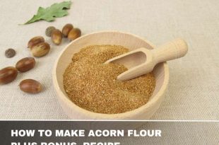 How to Make Acorn Flour + Recipe