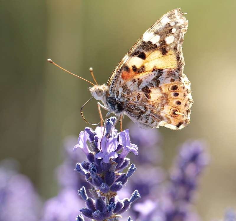 Lavender