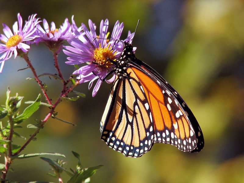 Monarch butterfly