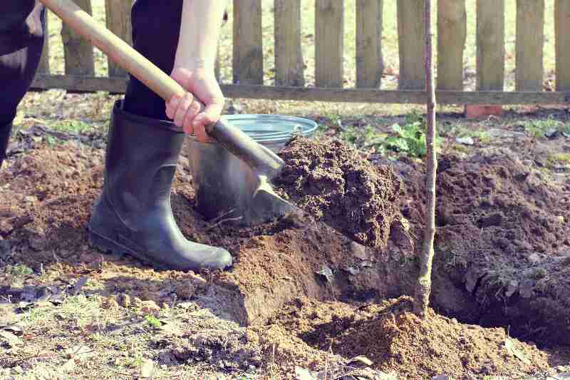 Planning and Planting
