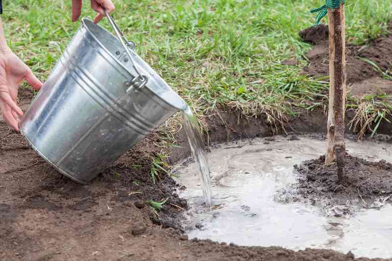 caring for Your OrchardWatering