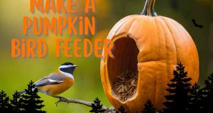 How to Make a Pumpkin Bird Feeder
