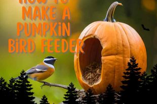 How to Make a Pumpkin Bird Feeder