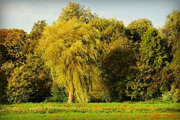Avoid: Trees with extensive root systems or those prone to aggressive spreading, such as:Willows