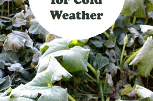 15 Hardy Vegetables That Thrive in Cold Temperatures