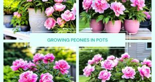 Growing Peonies in Pots