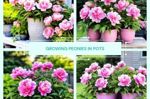 Growing Peonies in Pots