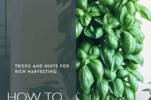 How to Grow a Giant Basil Bush