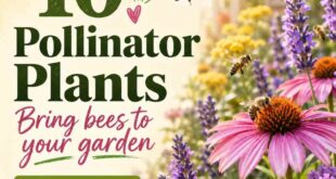 10 Pollinator Plants  - Bring Bees To Your Garden